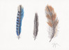 Feather Collection II Poster Print by Beverly Dyer # BDRC203B