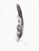 Feathers Black and White Poster Print by Beverly Dyer # BDRC204