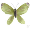 Watercolor Olivefly Poster Print by Beverly Dyer # BDSQ072C