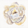 Backyard Peony II Poster Print by Beverly Dyer # BDSQ074B