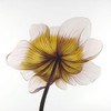 Beautiful anemone yellow flower Poster Print by Atelier B Art Studio Atelier B Art Studio # BEGFLO1952