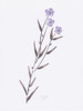Lavender Wildflowers III Poster Print by Beverly Dyer # BDRC193C1
