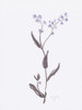 Lavender Wildflowers I Poster Print by Beverly Dyer # BDRC193A1