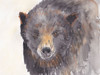 Bear Poster Print by Beverly Dyer # BDRC213