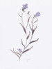 Lavender Wildflowers IV Poster Print by Beverly Dyer # BDRC193D1