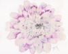 Pale Zinnia 2020 Poster Print by Beverly Dyer # BDRC216