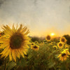 Field of Sunflowers Poster Print by Ann Bailey # BASQ045A