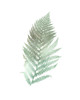 Watercolor Fern 2 Poster Print by Ann Bailey # BARC060B