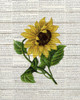 Sunflower Print 1 Poster Print by Ann Bailey # BARC061A