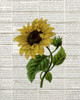 Sunflower Print 3 Poster Print by Ann Bailey # BARC061C