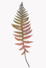 Coral Gold Fern 2 Poster Print by Ann Bailey # BARC072B