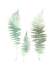 Watercolor Fern 1 Poster Print by Ann Bailey # BARC060A