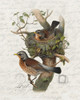 Nesting 1 Poster Print by Ann Bailey # BARC065A