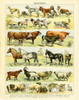 Animal Chart II Poster Print by Gwendolyn Babbitt # BAB528