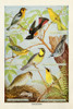 Bird Chart III Poster Print by Gwendolyn Babbitt # BAB531