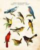 Bird Chart II Poster Print by Gwendolyn Babbitt # BAB530