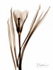 Crocus in Brown Poster Print by Albert Koetsier # AKRC017A3