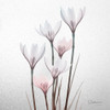 White Rain Lily 1 Poster Print by Albert Koetsier # AK8SQ421A2