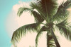 Palm Scene II Poster Print by Susan Bryant # 8953E