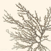 Brown Coastal Coral I Poster Print by Lanie Loreth # 8598BD