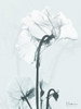Desired Cyclamen 1 Poster Print by Albert Koetsier # AK8RC333C