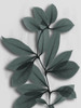 Silver Pine Wonder 2 Poster Print by Albert Koetsier # AK8RC331B1