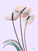 Flamingo Delight 4 Poster Print by Albert Koetsier # AK8RC334D