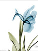 Iris B76 Poster Print by Albert Koetsier # AK5RC601B