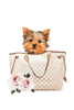 Fashion Bag with Yorkie Poster Print by Amanda Greenwood Amanda Greenwood # AGD117284