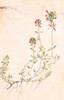 Thyme Poster Print by Unknown Unknown # A101056