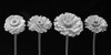 Four Zinnia flowers in a row Poster Print by Assaf Frank # AF20140804242C06