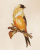 Bird on Perch III Poster Print by Patricia Pinto # 9374DC