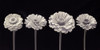 Four Zinnia flowers in a row Poster Print by Assaf Frank # AF20140804242C05