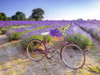 Bicycle with flowers in a Lavender field Poster Print by Assaf Frank # AF20130708173