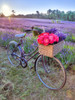 Bicycle with flowers in a Lavender field Poster Print by Assaf Frank # AF20130708232X