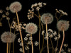 Meadow flowers Poster Print by Assaf Frank # AF20100517146C01
