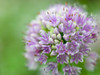 Allium flower, close-up Poster Print by Assaf Frank # AF20130714093