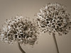 Two Allium flowers Poster Print by Assaf Frank # AF20100605140C02