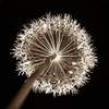 Purple allium flower, close-up Poster Print by Assaf Frank # AF20080314056C01