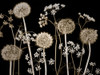 Meadow flowers Poster Print by Assaf Frank # AF20100517146C02