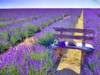 Bench in Lavender field Poster Print by Assaf Frank # AF20130708049X