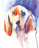 Basset Hound Poster Print by Aimee Del Valle # 64965
