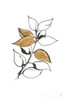 Leafed VII Poster Print by Chris Paschke # 64202