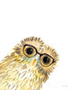 Owl in Glasses Poster Print by Mercedes Lopez Charro # 64168