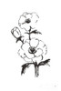 Line Anemone II Poster Print by Chris Paschke # 64183