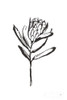Line Protea I Poster Print by Chris Paschke # 64178
