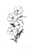 Line Anemone I Poster Print by Chris Paschke # 64182