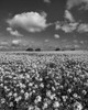 Yellow Fields BW Poster Print by Andre Eichman # 64048