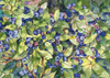 Blueberries Poster Print by Kathleen Parr McKenna # 64015