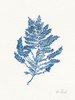 Sea Garden III Royal Blue Poster Print by Katie Pertiet # 63920